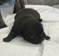 Espresso , a male Frenchton for sale in Smithville, TN – 3 of 5
