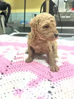 Finley, a female Poodle - Miniature  for sale in Smithville, TN – 2 of 7