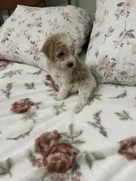 Miley, a female Poodle - Miniature  for sale in Smithville, TN – 2 of 6