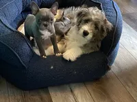 Ira, a female Frenchton for sale in Smithville, TN – 5 of 9