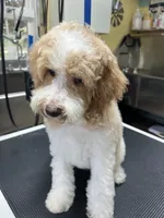 Buddy ( Orange), a male Poodle - Miniature  for sale in Smithville, TN – 4 of 10