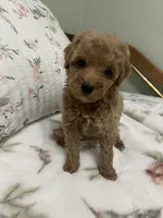 Tinker Bell, a female Poodle - Miniature  for sale in Smithville, TN – 6 of 10