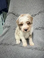 Leo (Red), a male Poodle - Miniature  for sale in Smithville, TN – 10 of 10