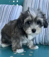 Max, a male Yorkipoo for sale in Smithville, TN – 3 of 8