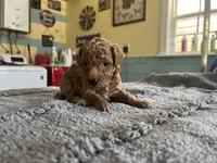 Buttons, a male Poodle - Miniature  for sale in Smithville, TN – 4 of 6