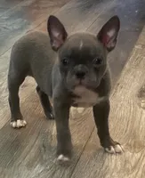 Ira, a female Frenchton for sale in Smithville, TN – 6 of 9