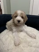 Buddy ( Orange), a male Poodle - Miniature  for sale in Smithville, TN – 7 of 10