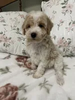 Miley, a female Poodle - Miniature  for sale in Smithville, TN – 3 of 6
