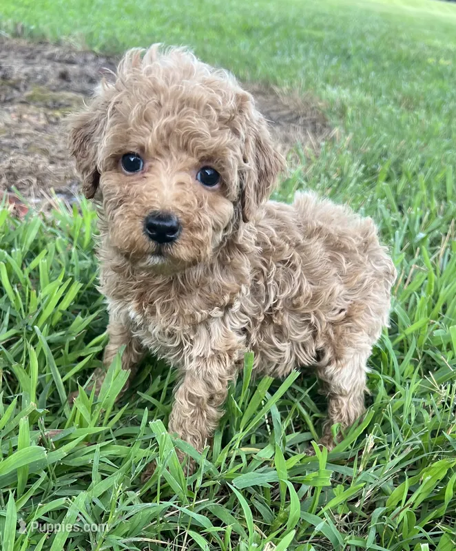 Tinker Bell – Poodle - Miniature  puppy for sale in Smithville, TN