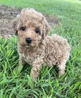 Tinker Bell, a female Poodle - Miniature  for sale in Smithville, TN – 1 of 10