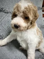 Luke  ( green), a male Poodle - Miniature  for sale in Smithville, TN – 1 of 10