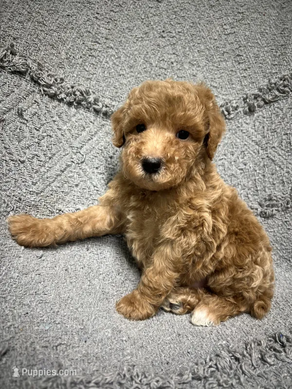 Smokey – Poodle - Miniature  puppy for sale in Smithville, TN