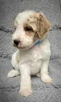 Bandit ( Blue), a male Poodle - Miniature  for sale in Smithville, TN – 4 of 10