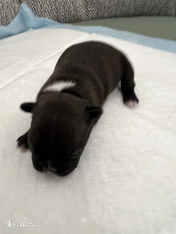 Brownie – Frenchton puppy for sale in Smithville, TN
