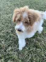 Luke, a male Poodle - Toy  for sale in Smithville, TN – 4 of 8