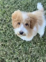 Luke, a male Poodle - Toy  for sale in Smithville, TN – 6 of 8