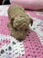 Tinker Bell, a female Poodle - Miniature  for sale in Smithville, TN – 5 of 7
