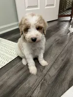 Bandit ( Blue ), a male Poodle - Miniature  for sale in Smithville, TN – 5 of 6