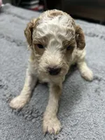 #1, a male Poodle - Miniature  for sale in Smithville, TN – 4 of 6