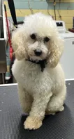 Geo, a male Poodle - Toy  for sale in Smithville, TN – 4 of 4