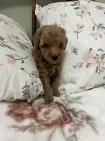 Tinker Bell, a female Poodle - Miniature  for sale in Smithville, TN – 8 of 10