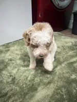 Leo (Red), a male Poodle - Miniature  for sale in Smithville, TN – 4 of 10