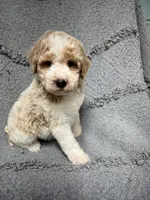Buddy ( Orange), a male Poodle - Miniature  for sale in Smithville, TN – 3 of 9