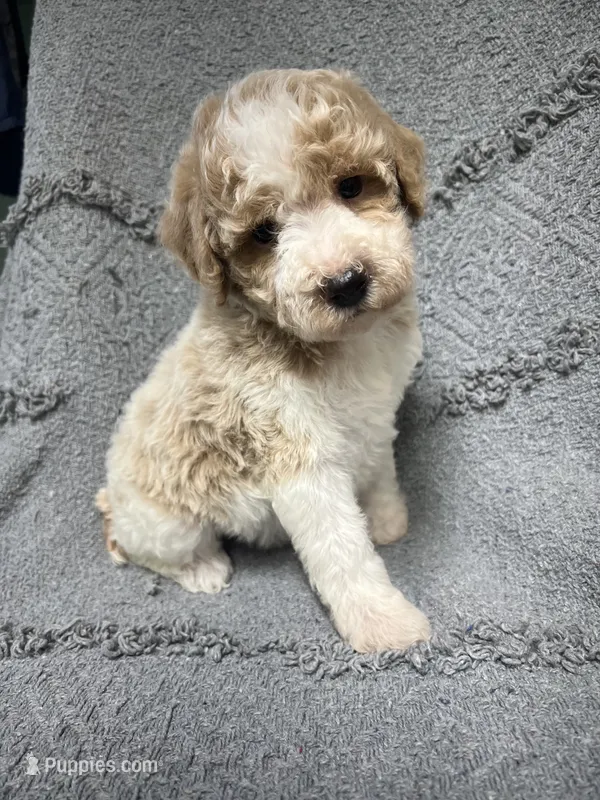 Buddy ( Orange) – Poodle - Miniature  puppy for sale in Smithville, TN