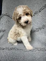 Buddy ( Orange), a male Poodle - Miniature  for sale in Smithville, TN – 1 of 9