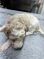 #4, a male Poodle - Miniature  for sale in Smithville, TN – 2 of 3