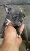 Ira, a female Frenchton for sale in Smithville, TN – 1 of 9