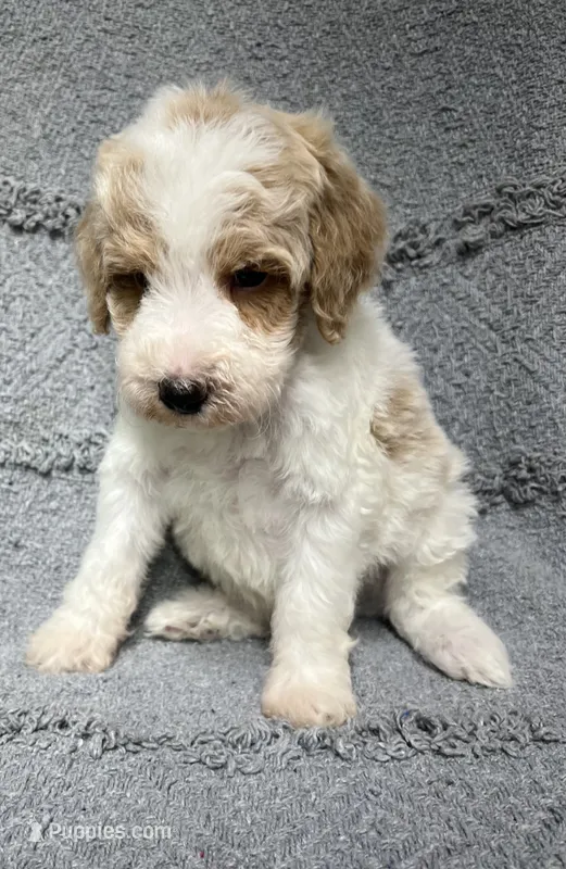 Bandit ( Blue) – Poodle - Miniature  puppy for sale in Smithville, TN