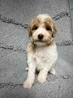 Luke  ( green), a male Poodle - Miniature  for sale in Smithville, TN – 9 of 10