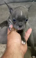 Ira, a female Frenchton for sale in Smithville, TN – 3 of 9