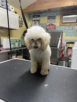 Geo, a male Poodle - Toy  for sale in Smithville, TN – 3 of 4