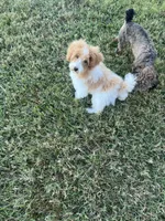 Luke, a male Poodle - Toy  for sale in Smithville, TN – 8 of 8
