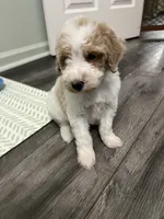 Buddy ( Orange), a male Poodle - Miniature  for sale in Smithville, TN – 8 of 10