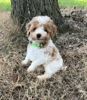 Luke, a male Poodle - Miniature  for sale in Smithville, TN – 10 of 10