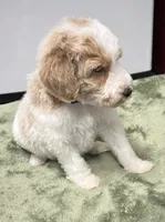 Bandit ( Blue), a male Poodle - Miniature  for sale in Smithville, TN – 7 of 10