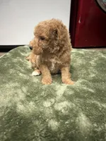 Smokey, a male Poodle - Miniature  for sale in Smithville, TN – 5 of 7