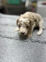 #5, a male Poodle - Miniature  for sale in Smithville, TN – 3 of 4