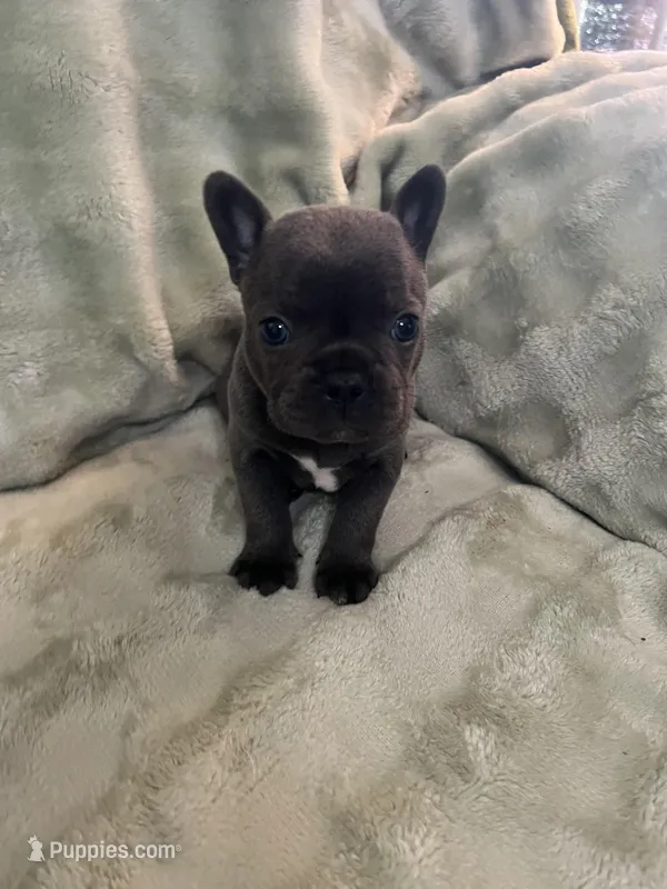 Winston – Frenchton puppy for sale in Smithville, TN
