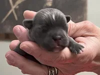 Winston, a male Frenchton for sale in Smithville, TN – Photo 2 of 5