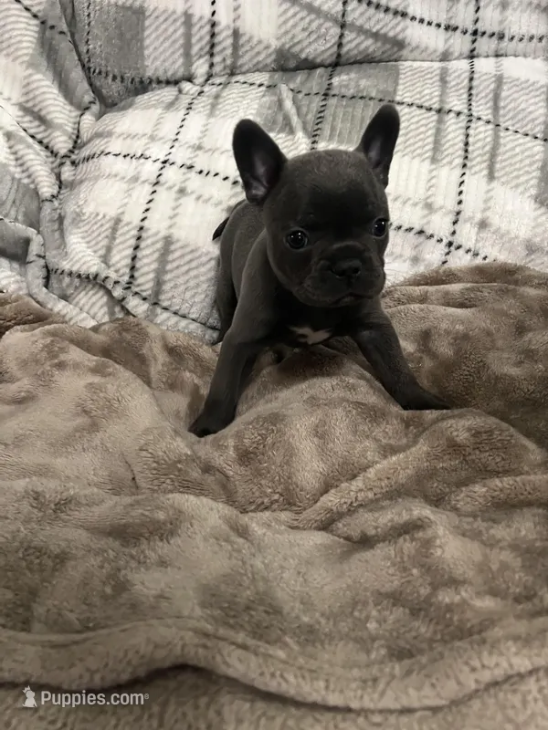 Winston – Frenchton puppy for sale in Smithville, TN