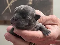 Winston, a male Frenchton for sale in Smithville, TN – Photo 3 of 5