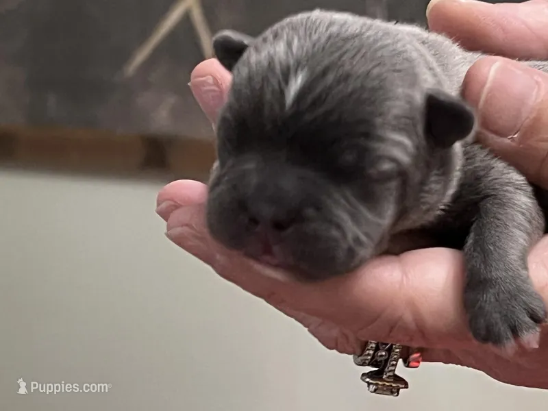 Winston – Frenchton puppy for sale in Smithville, TN