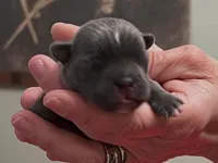 Winston, a male Frenchton for sale in Smithville, TN – Photo 5 of 5