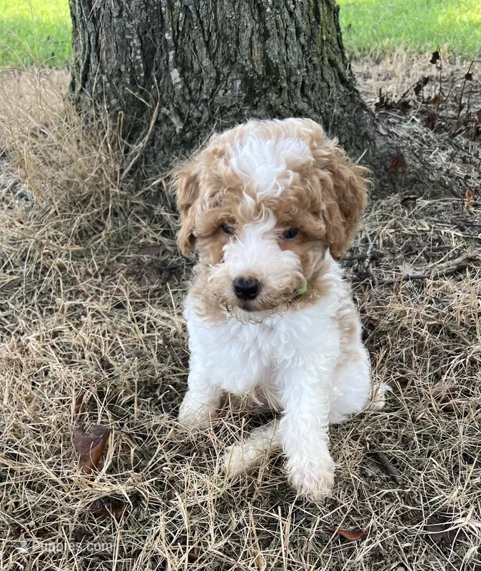 Luke – Poodle - Miniature  puppy for sale in Smithville, TN