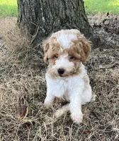 Luke, a male Poodle - Miniature  for sale in Smithville, TN – 1 of 10