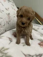 Tinker Bell, a female Poodle - Miniature  for sale in Smithville, TN – 5 of 10